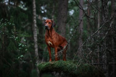 Sevimli Rodezyalı Sırt Sırtı Yeşil Orman doğa sahnesinde kayaların üzerinde duruyor