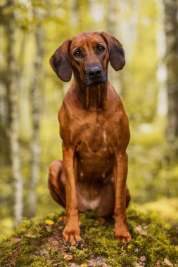 Sevimli Rodezyalı Sırt Sırtı Yeşil Orman doğa sahnesinde yosunlu kayaların üzerinde oturuyor.