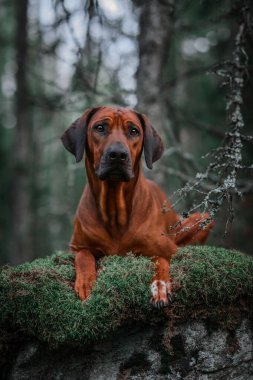 Sevimli Rodezyalı Sırt Sırtı Yeşil Orman doğa sahnesinde yosunlu kayaların üzerinde yatıyor