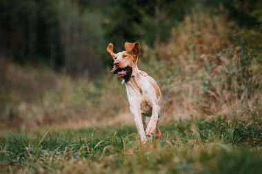 Güzel Bracco Italiano işaret köpeği ağzında av kuşu taşıyor.