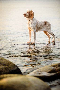Güzel Bracco Italiano işaretçisi gün batımında kayaların üzerinde duruyor.