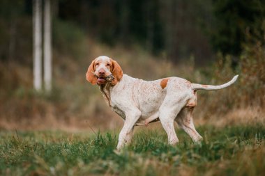 Komik surat Bracco Italiano işaretçi av köpeği ağzında keklik taşıyor.
