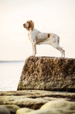 Güzel Bracco Italiano işaretçisi gün batımında kayaların üzerinde duruyor.