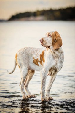 Güzel Bracco Italiano işaretçisi gün batımında kayaların üzerinde duruyor.