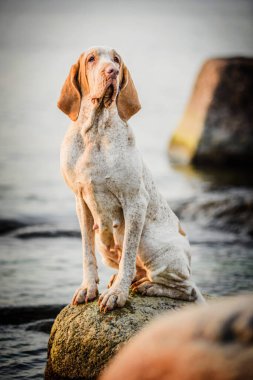 Güzel Bracco Italiano işaretçisi gün batımında kayaların üzerinde duruyor.