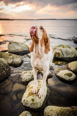 Komik bir yüz. Güzel Bracco Italiano işaretçisi. Gün batımında kayaların üzerinde duruyor.