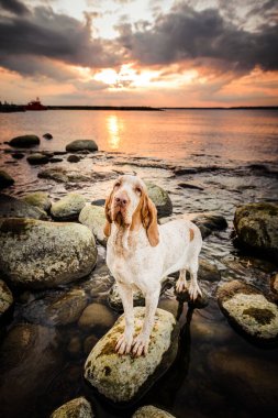 Güzel Bracco Italiano işaretçisi gün batımında kayaların üzerinde duruyor.