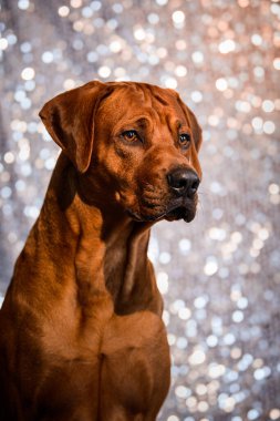 Parlak şenlik arka planında sevimli Rodezyalı Ridgeback köpeğinin portresi.