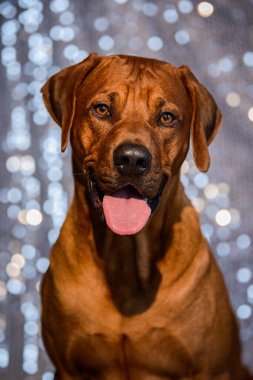 Komik Rhodesian Ridgeback köpeğinin parlak arka planda dili çıkmış komik portresi.