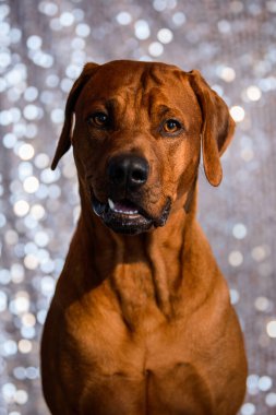 Parlak şenlik arka planında sevimli Rodezyalı Ridgeback köpeğinin portresi.