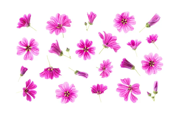 Set Natural Pink Flowers Isolated White Background Your Floral Design — Stock Photo, Image