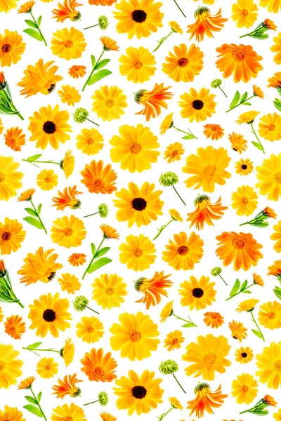 Muster Orangefarbener Ringelblumen Auf Weißem Hintergrund Als Hintergrund Oder Textur — Stockfoto