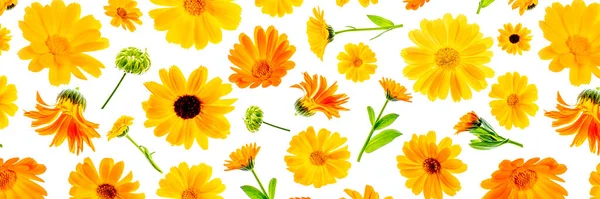 Patrón Flores Color Naranja Caléndula Sobre Fondo Blanco Como Telón — Foto de Stock