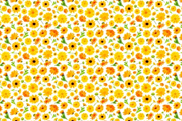 Patrón Flores Color Naranja Caléndula Sobre Fondo Blanco Como Telón — Foto de Stock
