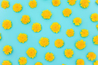 Mavi arkaplanda sarı karahindiba deseni var. Arkaplan ya da doku olarak. Tasarımın için bahar, yaz duvar kâğıdı. Üst Görünüm Düz.