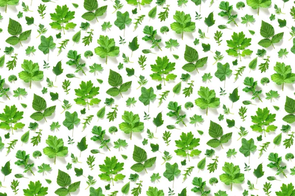 Pattern Various Natural Green Leaves White Background Backdrop Texture Spring — Stock Photo, Image