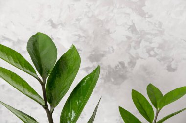 Gri bir duvarın arka planında zamiokulka yaprakları olan bir dal. Ön görünüm, boşluğu kopyala.