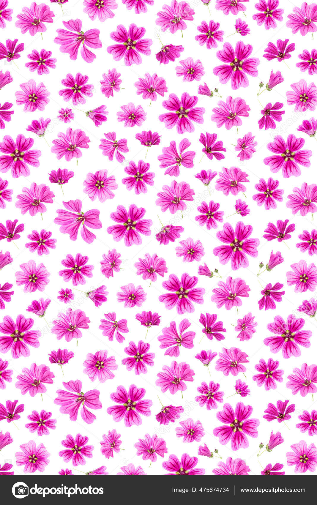 Patrón Flores Color Rosa Sobre Fondo Blanco Como Telón Fondo — Foto de  stock #475674734 © ikrolevetc, image size:1067x1700