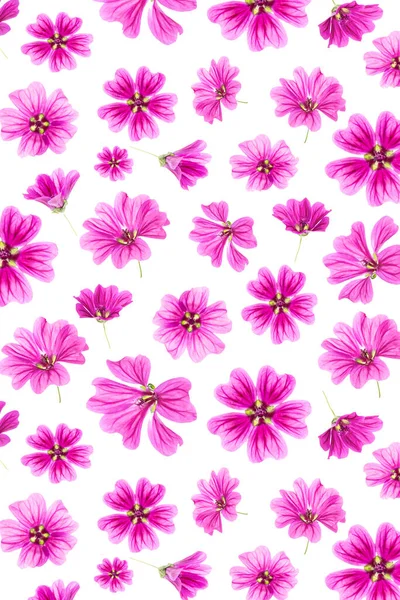Patrón Flores Color Rosa Sobre Fondo Blanco Como Telón Fondo — Foto de Stock