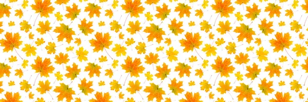 Banner Made Natural Orange Autumn Leaves White Background Backdrop Texture — Stock Photo, Image