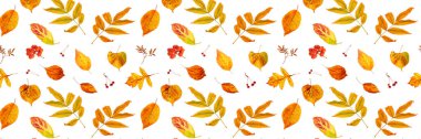 Beyaz bir zemin üzerinde doğal sonbahar yaprakları ve böğürtlenden yapılmış bir pankart, arkaplan veya doku olarak. Tasarımın için duvar kâğıdı düşür. Üst Görünüm Düz.