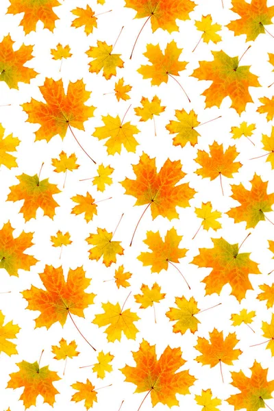 背景や質感として 白を基調とした自然なオレンジの秋の葉のパターン あなたのデザインのための秋の壁紙 トップビューフラットレイ — ストック写真
