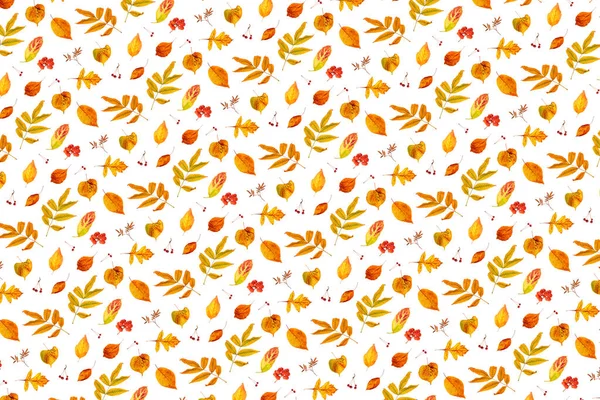 Pattern Natural Orange Autumn Leaves Berry White Background Backdrop Texture — Stock Photo, Image