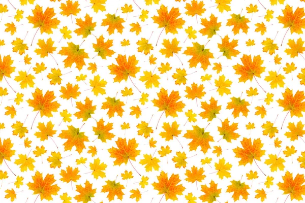 Patrón Hojas Otoño Color Naranja Natural Sobre Fondo Blanco Como — Foto de Stock
