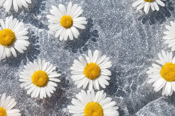 Літній Фон Натуральні Квіти Ромашки Хвиляста Вода Сяючому Сірому Фоні — стокове фото