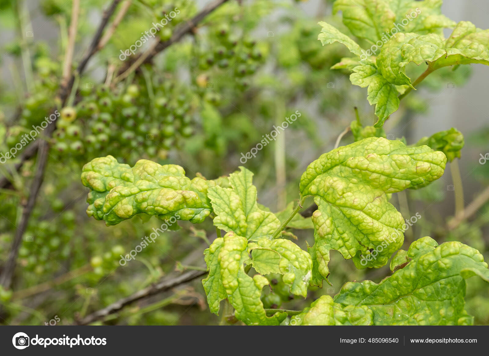 Diseases Pests Berry Bushes Gall Aphid Currants Damaged Leaves Red