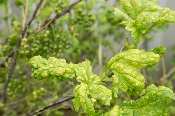 浆果灌木的病虫害 Gall Aphid Currants 红醋栗上残破的叶子 — 图库照片