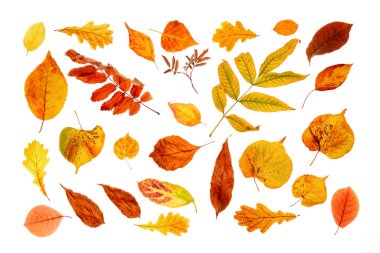 Beyaz arka planda izole edilmiş doğal sonbahar yaprakları. Üst görünüm.