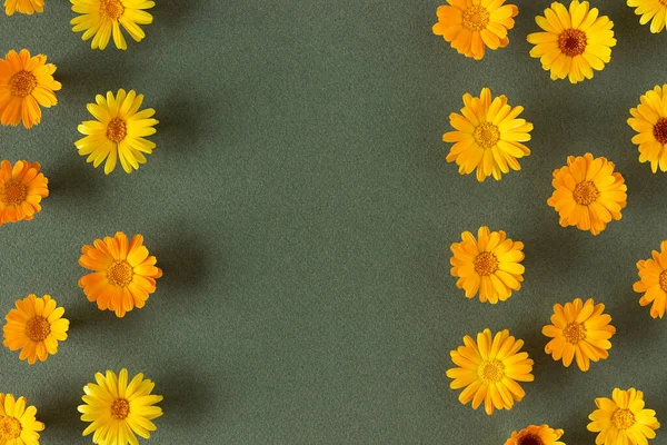 Кордон Натуральних Помаранчевих Квітів Календули Зеленому Тлі Пробілом Копіювання Весняний — стокове фото
