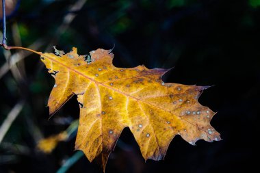    Kasım 'da bir ağaçta kahverengi bir sonbahar yaprağı.                          