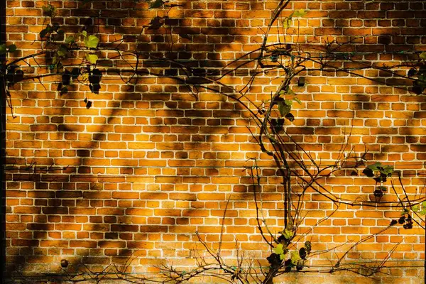 Bakstenen Muur Met Planten Zon — Stockfoto