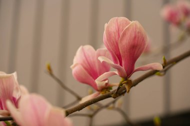 Ağaçtaki çiçekler                               