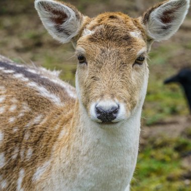  Bir geyiğe yaklaş.                             