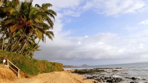Palmiye ağaçları deniz kıyısında — Stok video