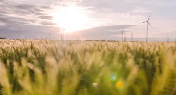 Campo de trigo hacia la puesta del sol — Vídeos de Stock