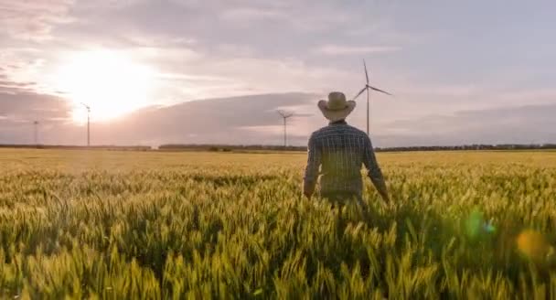 Farmer on Wheat Field Royalty Free Stock Video