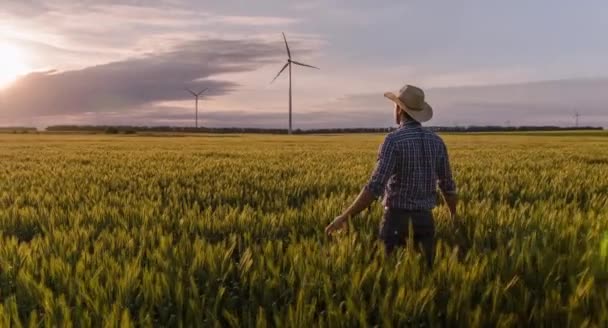 Agricultor en campo de trigo — Vídeos de Stock