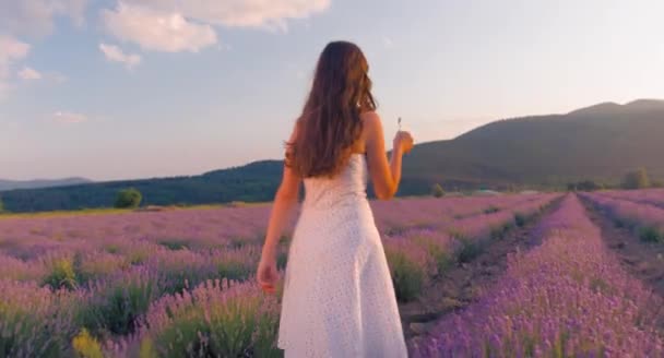 女人走在薰衣草花田 — 图库视频影像