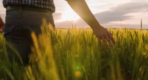 Agricultor caminhando no campo de trigo — Vídeo de Stock