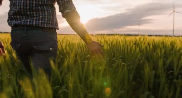 Agricultor caminhando no campo de trigo — Vídeo de Stock