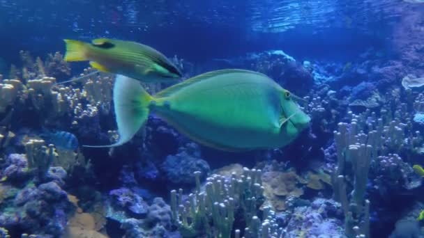 Vissen zwemmen onder water — Stockvideo