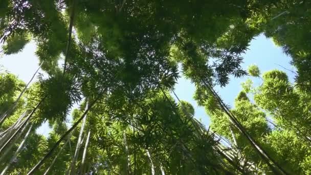 Με ουρανό ψηλά δέντρα στο δάσος — Αρχείο Βίντεο