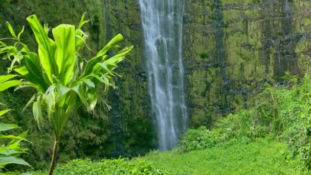 在夏威夷森林瀑布 — 图库视频影像