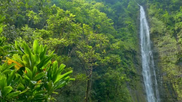 Cascada en el Bosque de Hawaii — Vídeos de Stock