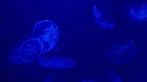 Jellyfish Swimming Under water — Stock Video