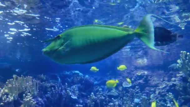 Peces nadando bajo el agua — Vídeo de stock